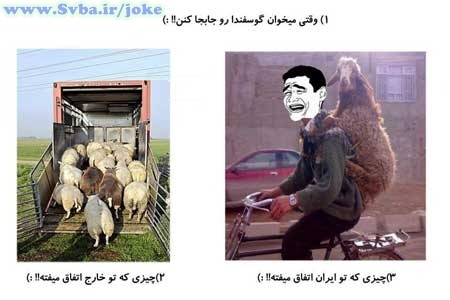 وقتی می خوان گوسفندارو جابجا کنن - ایران و اوپا